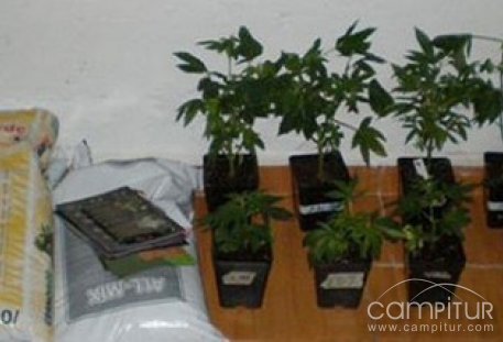 Arrestado un joven de Berlanga cuando trataba de crear una plantación de marihuana 