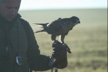 V Campeonato de Altanería de Extremadura en Llerena 