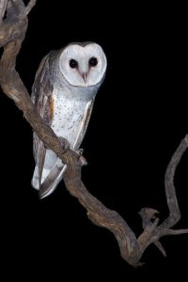 Cartel de La ruta de las estrellas del verano y las rapaces nocturnas