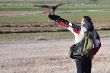 V Campeonato de Cetrería en Llerena