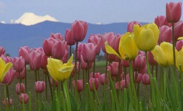Cartel de Exposición-El Mundo de las Flores