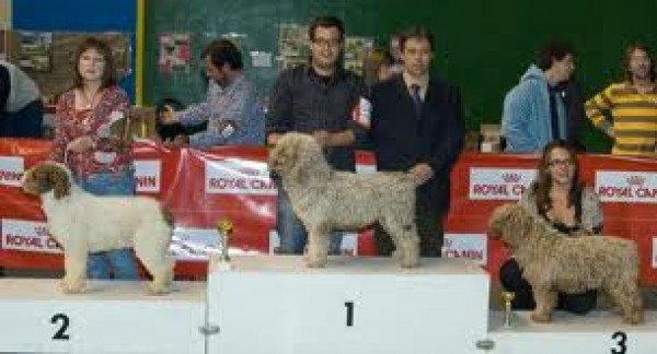 Cartel de II Exposición Nacional Canina 