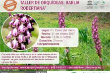 Taller de orquídeas: Barlia Robertiana