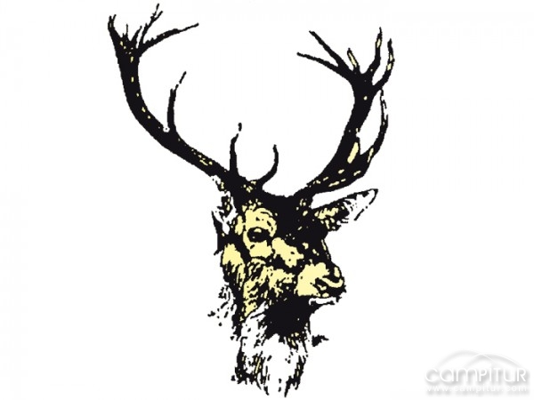 Taxidermia Juanjo Rubio