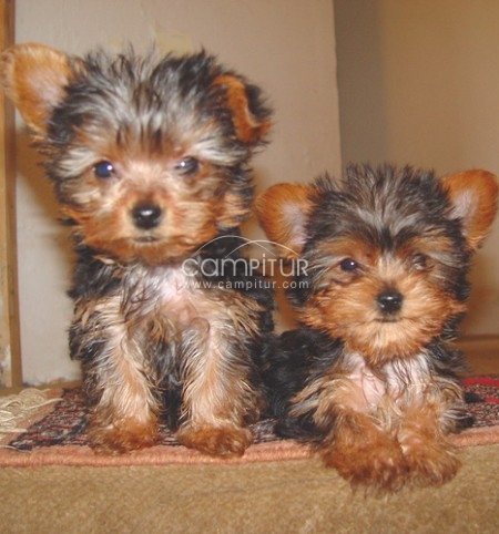Vendo Yorkshire terrier