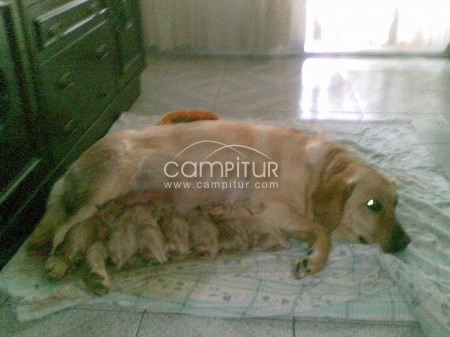 vendo cachorros de labrador