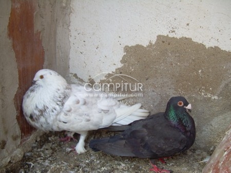 Foto 4 de palomos