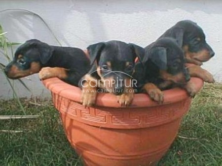 SE VENDEN CACHORROS DE ZWERGPINSCHER PUROS