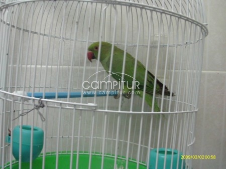 vendo 