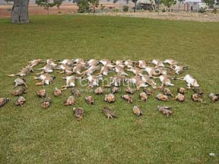 cazar conejo en agosto