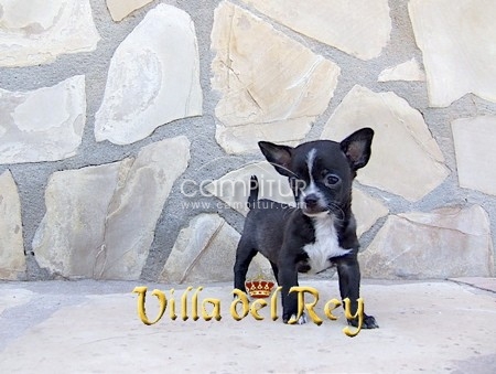 Hembra Chihuahua de buen caracter