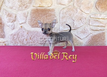 Chihuahua hembra de 2 meses