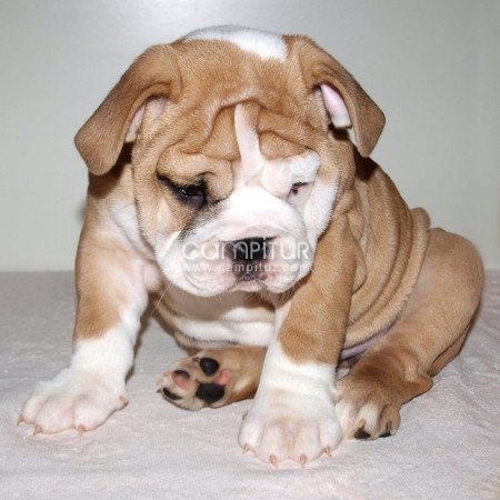Bulldog Inglés cachorros