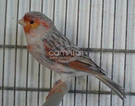 vendo o cambio canarios  de raza y otros pajaros. 