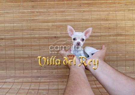 Hembra Chihuahua Enana