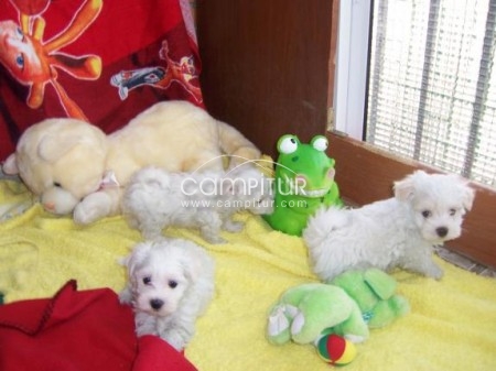 Cachorros de bichon maltes verdaderas joyas