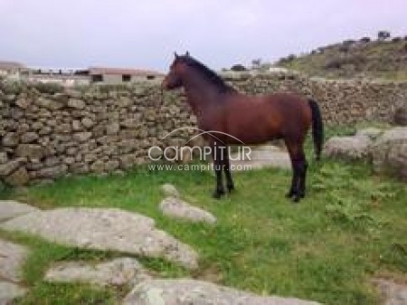 Venta de caballos yeguas y potros