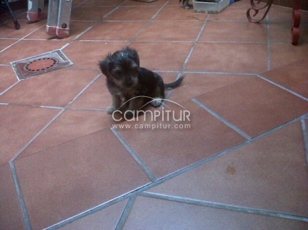 Foto 2 de OFERTA 2 YORSHIRES POR 300 EUROS