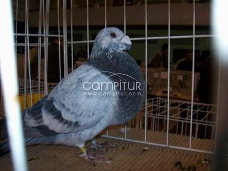 Vendo Palomos
