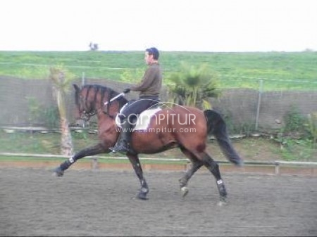 FERRARI HORSES