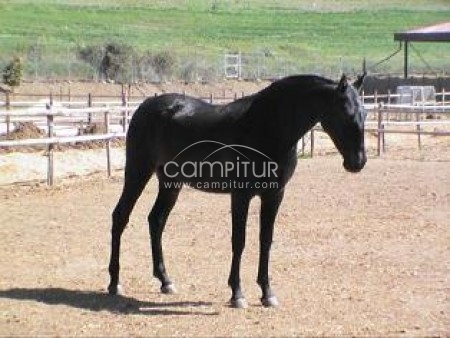 Foto 4 de FERRARI HORSES