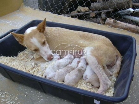 Se Vende Podenco Andaluz