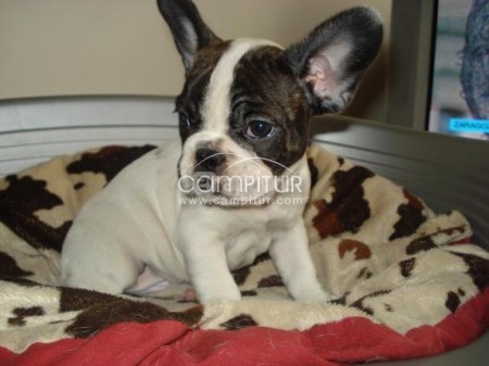 preciosa bulldog frances (particular)