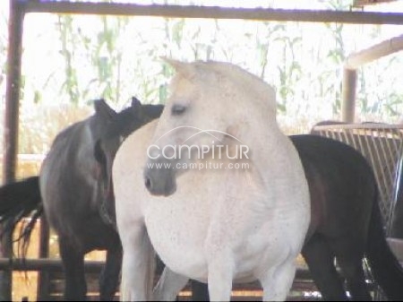 FERRARI HORSES - ESPERANZA VIII