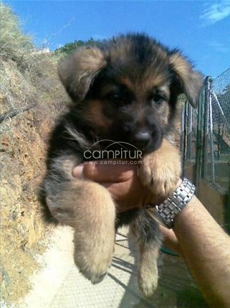 cachorros PASTOR ALEMAN con PEDIGREE