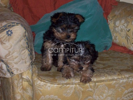 SE VENDEN  CACHORROS YORKIS