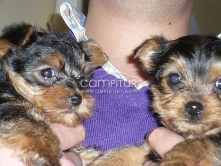 Foto 2 de SE VENDEN  CACHORROS YORKIS