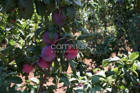 Venta Finca de Regadio