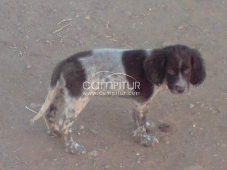 venta cachorro setter inglés