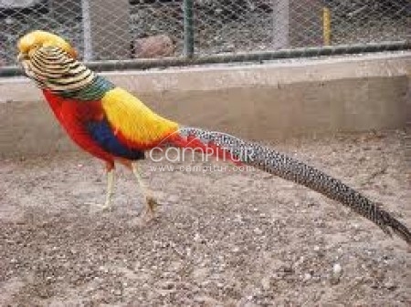 venta de parejas de faisanes dorados y plateados,