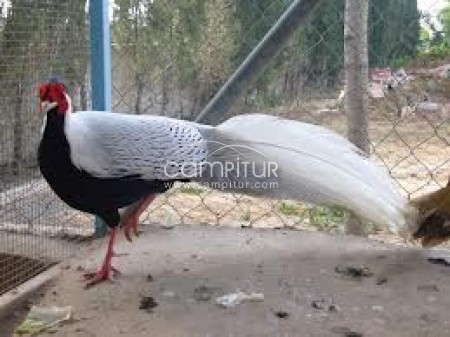Foto 2 de venta de parejas de faisanes dorados y plateados,