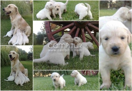 SE VENDEN CACHORROS DE GOLDEN RETRIEVER