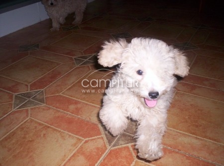 Foto 2 de caniches