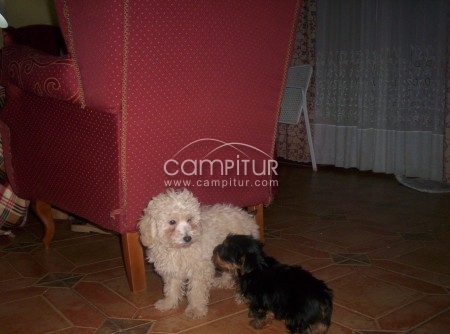 Foto 4 de caniches