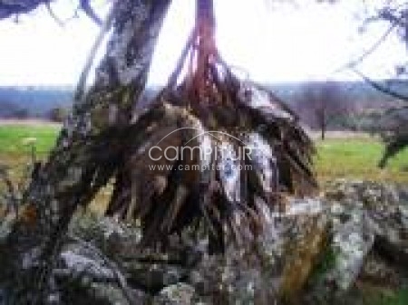 se venden puestos de zorzales