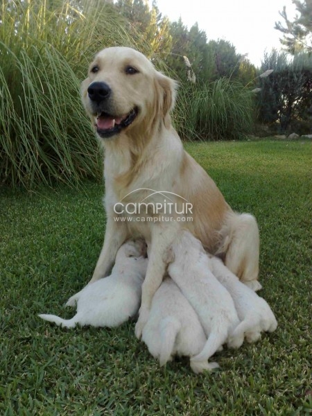 Foto 2 de VENDO GOLDEN RETRIEVER