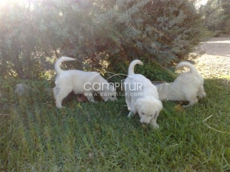 Foto 3 de VENDO GOLDEN RETRIEVER