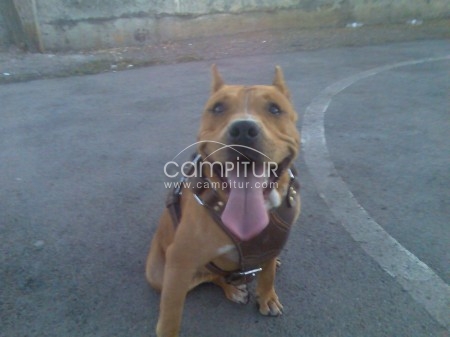 pitbull busca novia