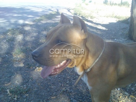 Foto 2 de pitbull busca novia