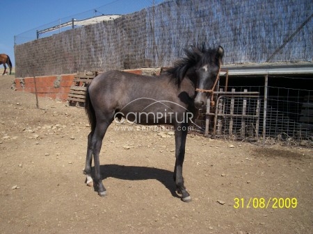 SE VENDE POTRO TORDO DE 9 MESES