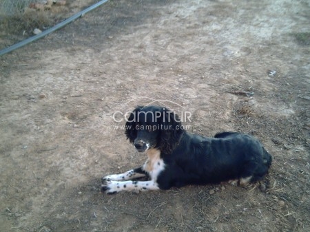PRECIOSOS CACHORROS SPRINGER SPANIEL INGLES