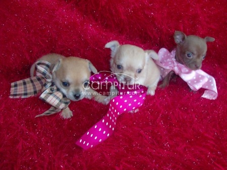 Camada de chihuahuas, dos hembras y un macho