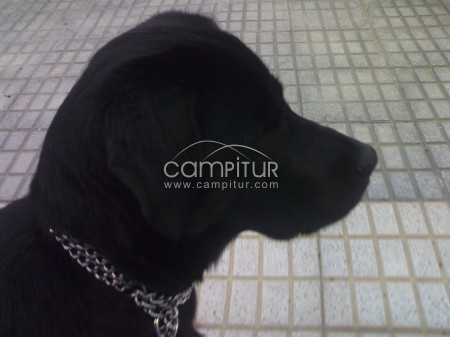LABRADOR BUSCA NOVIA