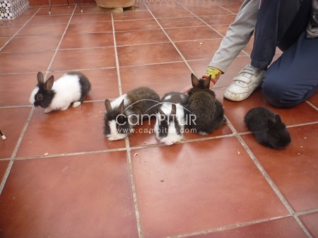 SE VENDEN CONEJOS