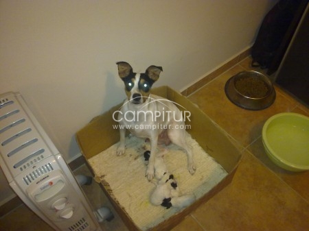 SE VENDEN CACHORROS BODEGUERO PUROS