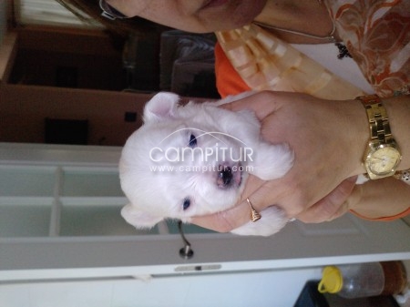vendo cachorros de bichon maltes